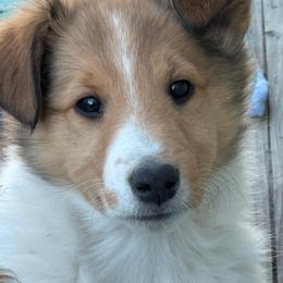 Ciara - female Scottish Collie puppy in Newcastle, Wyoming from Wykota 7K Scottish Collies