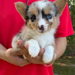 American Corgi and Pembroke Welsh Corgi Puppies from Grassy Lake Corgis