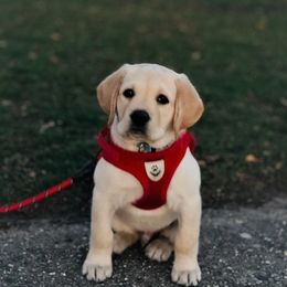 Labrador Retriever Puppies from True Labradors