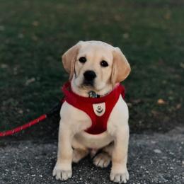 Labrador Retriever Puppies from True Labradors