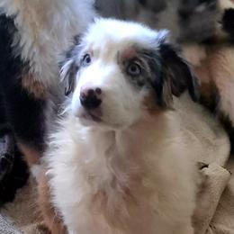 JAY - Blue merle male Australian Shepherd puppy in Elk Creek, Missouri from Hearts on Fire Australian Shepherds