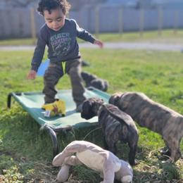 Australian Shepherd and Perro de Presa Canario Puppies from Lykaios Kennels