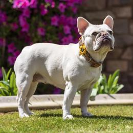 Pieper - French Bulldog