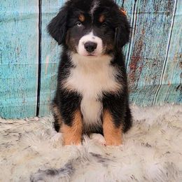 Australian Shepherd Puppies from Winsome Aussies