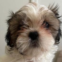 Poodles and Shih Tzus from PureBreedsKC