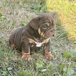 Bulldog and Olde English Bulldogge Puppies from Little Bit of Heaven Kennel