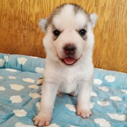 Pepper (green) - Gray and white female Siberian Husky puppy in Elk River, Minnesota from Naturez Siberians