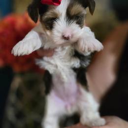 Yorkshire Terrier Puppies from Kruz Kennels