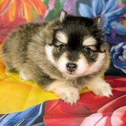 Johnny - Micro - 2200 - Black and white male Pomsky puppy in Spring Hill, Florida from www.PuppyTimeEmporium.com