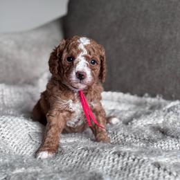AKC miniature poodle (Red collar girl) - Red  female Poodle puppy in Skamokawa, Washington from East Valley Pups