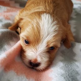 Yorkshire Terrier Puppies from Precious Paws LLC