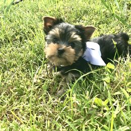 Yorkshire Terrier Puppies from Bluff City Yorkies