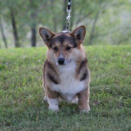 Spur - Pembroke Welsh Corgi