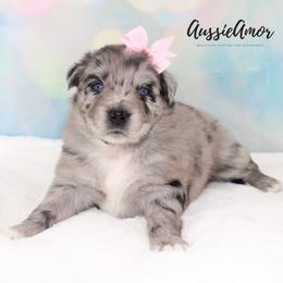 Bi Blue Merle Long tail 2 Blue eyes - Blue merle female Miniature Australian Shepherd puppy in Pinehurst, Texas from Aussie Amor