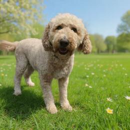 Hazel - Goldendoodle
