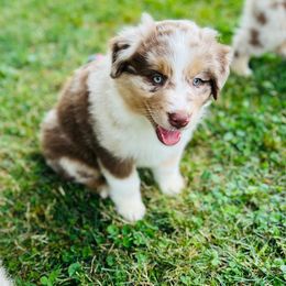 Australian Shepherd Puppies from Aussies Of Circle H