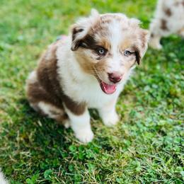 Australian Shepherd Puppies from Aussies Of Circle H