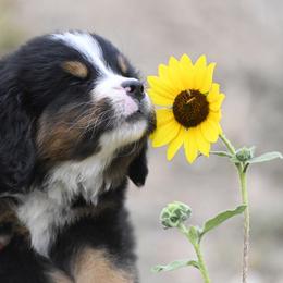 Bernese Mountain Dog, Golden Mountain Dog, and Golden Retriever Puppies from Grateful Bernese & Gage's Goldens