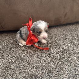 Girl 3 - Black and tan female Corgipoo puppy in Junction, Utah from Sugar Doodles