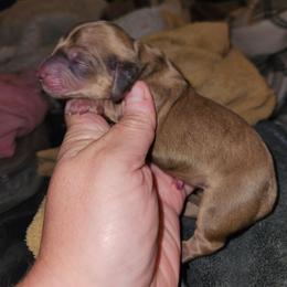 G1 - Cream female Dachshund puppy in Lansing, Michigan from Black Thunder 517 Dachshunds and frenchies