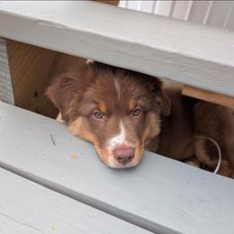 Woody - Red tri-color male Australian Shepherd puppy in Silsbee, Texas from Work 'n' Ranch Aussies LLC