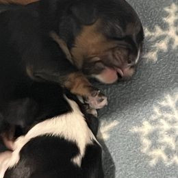 Poppy - Black and tan female Cavalier King Charles Spaniel puppy in Eatontown, New Jersey from NJ Cavalier King Charles Breeder