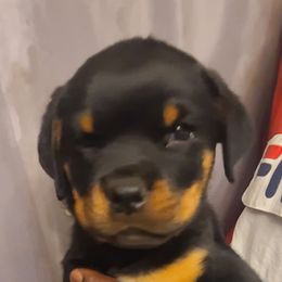 GREEN MALE - Rottweiler puppy in Maplewood Park, Ohio from Outlaw Rottweilers and Training