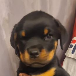 GREEN MALE - Rottweiler puppy in Maplewood Park, Ohio from Outlaw Rottweilers and Training