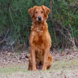 Golden Retriever Puppies from True Grit Golden Retrievers