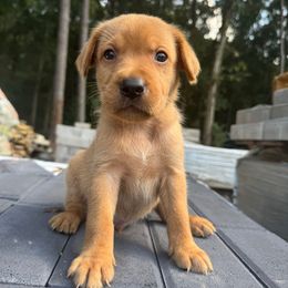 Black Collar (Fox Red Male) - Yellow male Labrador Retriever puppy in South Carolina from Southern Pine Labradors