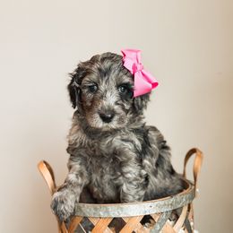 Lumen - Merle Goldendoodle puppy in Soddy Daisy, Tennessee from The W Doods
