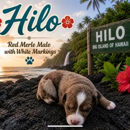Boy 2 - male Australian Shepherd puppy in Acworth, Georgia from Aussomely Yours, Australian Shepherds
