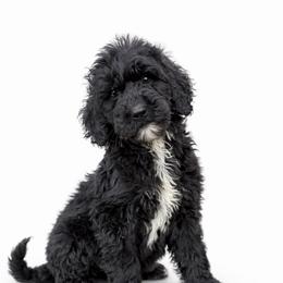 Bentley - Parti male Goldendoodle puppy in Warrensburg, Missouri from Supreme Doodles