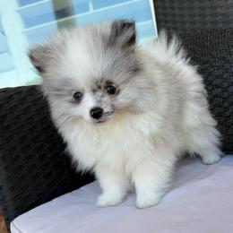Brutus - Blue merle male Pomeranian puppy in San Jacinto, California from Savvypomeranians
