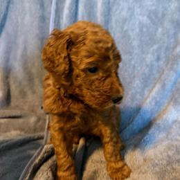 W25 Male Brown Collar - Red  male Goldendoodle puppy in Cape Coral, Florida from GoldenDoodles Cape Coral