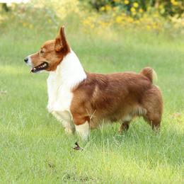 Walt - Pembroke Welsh Corgi
