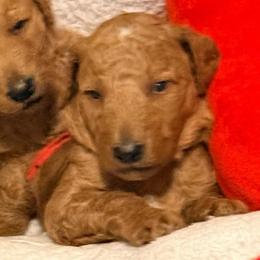 Stormy - Red collar - Red  male Goldendoodle puppy in Puyallup, Washington from Dawnie’s Doodles