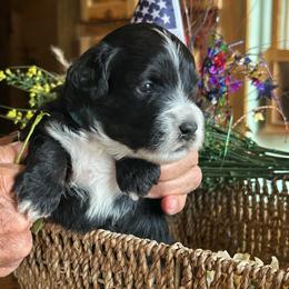 Rocky,  2 weeks old - Black male Whoodle puppy in Crawford, Colorado from Saddle Mountain Doodles