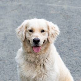Monty - Golden Retriever