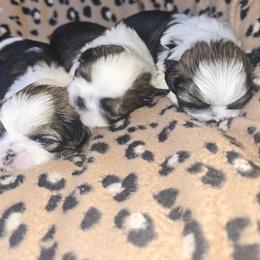 Cane Corso and Shih Tzu Puppies from Hardradas Dynasty Kennel