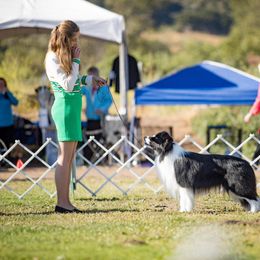 Zuma - Border Collie