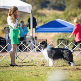 Zuma - Border Collie