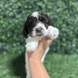 Tweed - Brown and white male Cockapoo puppy in Rolla, Missouri from Diamond K