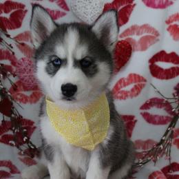Yellow - Black and white female Siberian Husky puppy in York, Pennsylvania from Spalla Pups