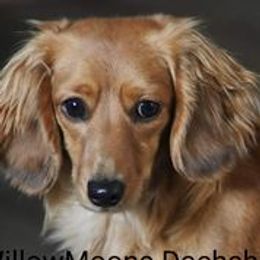 Snickers - Dachshund