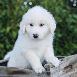 Orange - White male Great Pyrenees puppy in Yakima, Washington from Naches Heights Ranch