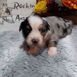 Miniature Australian Shepherd Puppies from KJs Rockin Aussies