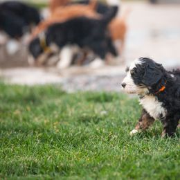 Bernedoodle and Goldendoodle Puppies from Sunnydoodle Utah