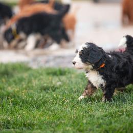 Bernedoodle and Goldendoodle Puppies from Sunnydoodle Utah
