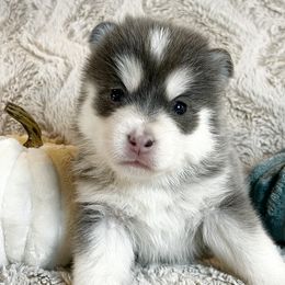 Noodle - Pomsky puppy from Pristine Pomskies